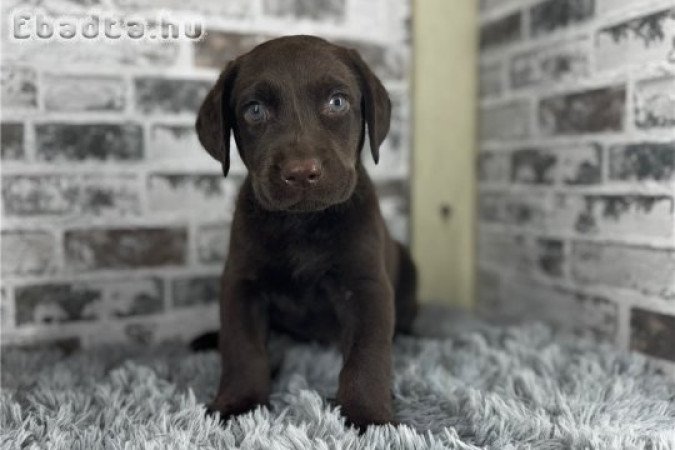Egészséges labrador retriever kölykök