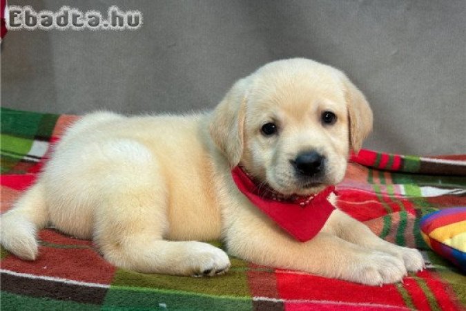 Egészséges labrador retriever kölykök