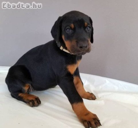 Egészséges dobermann pincser kölykök.