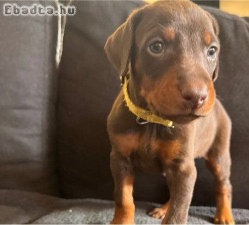 Egészséges dobermann pincser kölykök.