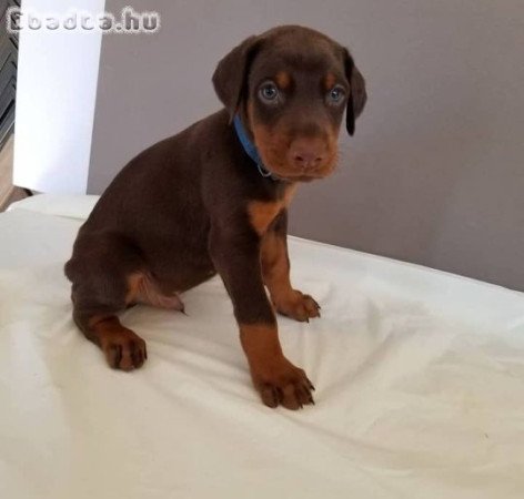 Egészséges dobermann pincser kölykök.