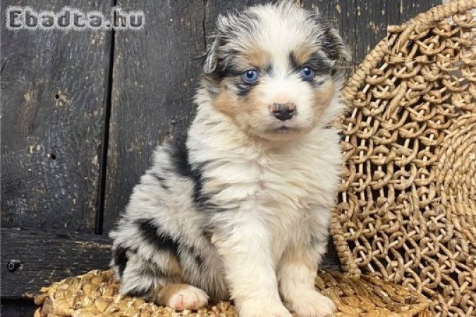 Játékos ausztrál juhászkutya kölykök