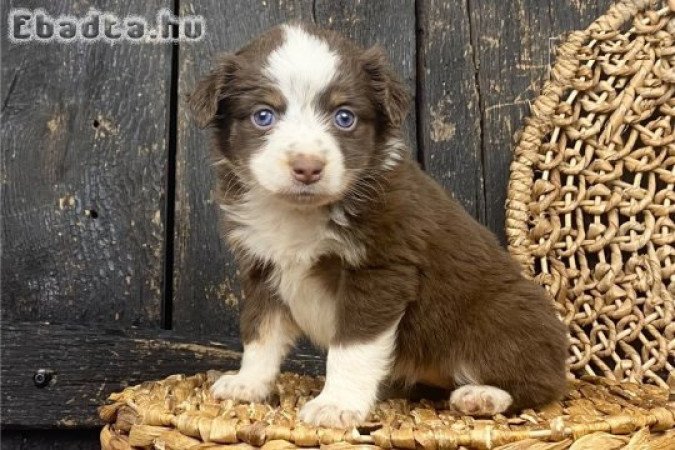 Játékos ausztrál juhászkutya kölykök