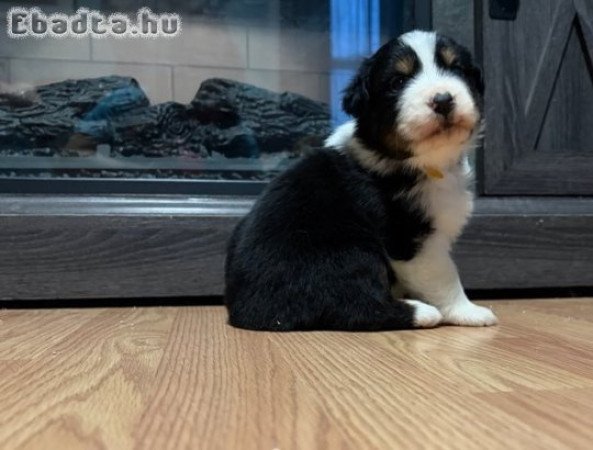 Játékos ausztrál juhászkutya kölykök