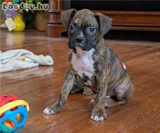 Kiképzett boxer kölykök eladók