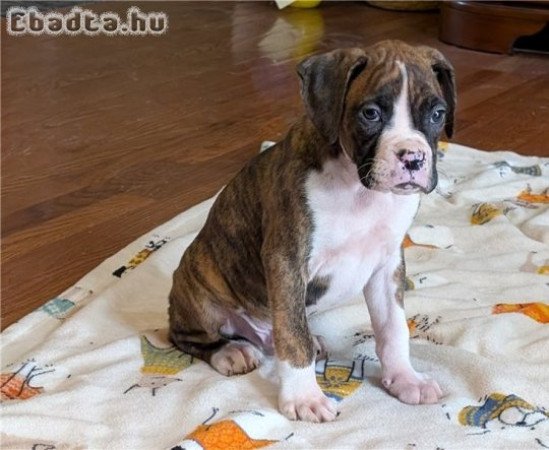 Kiképzett boxer kölykök eladók