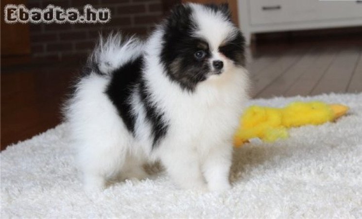 Aranyos pomerániai kölykök