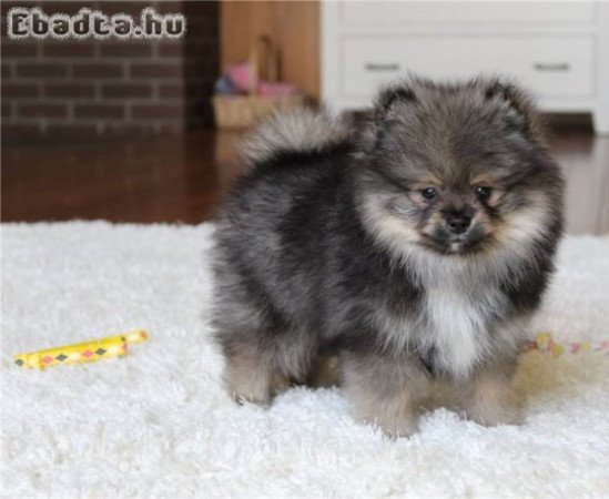Aranyos pomerániai kölykök