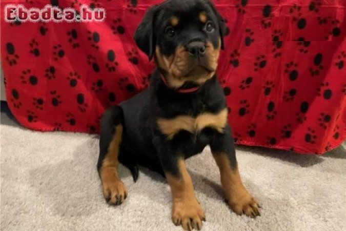 Jól képzett rottweiler kölykök