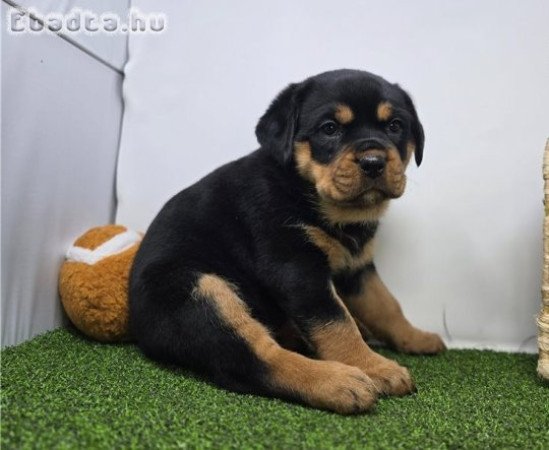 Jól képzett rottweiler kölykök