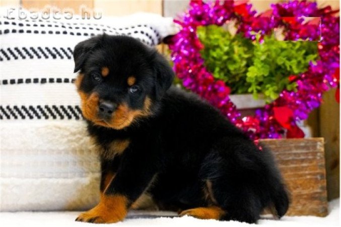Jól képzett rottweiler kölykök