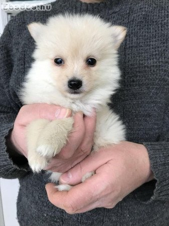 Azonnal elvihető tündéri Spicc, Spitz kutyusok !
