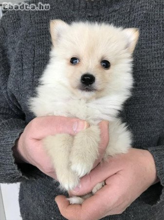 Azonnal elvihető tündéri Spicc, Spitz kutyusok !