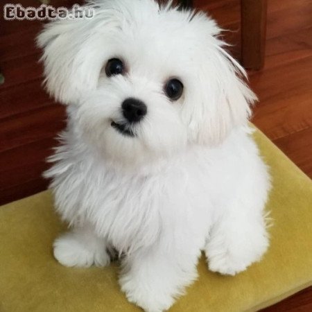 Máltai selyemkutyák eladók