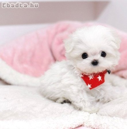 Máltai selyemkutyák eladók