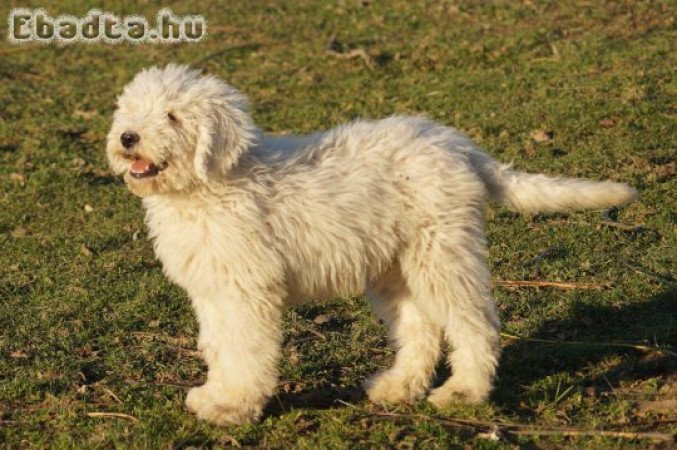 Komondor kölykök