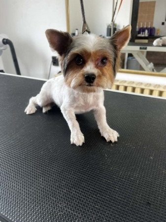 Biewer yorki