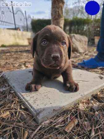 Labrador kiskutyák gazdit keresnek