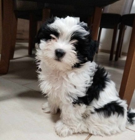 Bichon Havanese