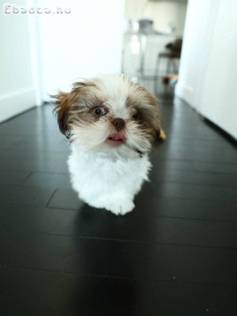 Shih Tzu for Sale Or Adoption