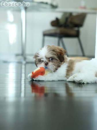 Shih Tzu for Sale Or Adoption