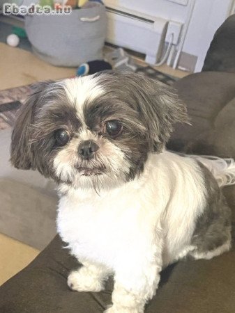 Shih Tzu for Sale Or Adoption