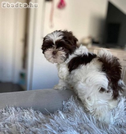 Shih Tzu for Sale Or Adoption