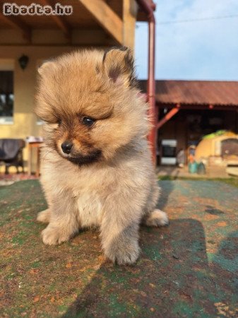 Spitz kutyakölykök