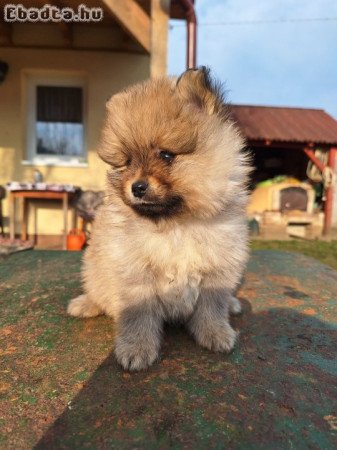 Spitz kutyakölykök