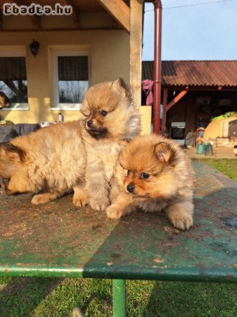 Spitz kutyakölykök