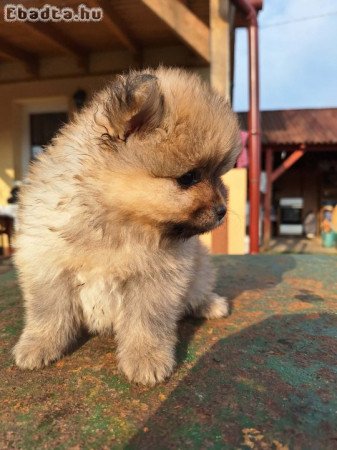 Spitz kutyakölykök