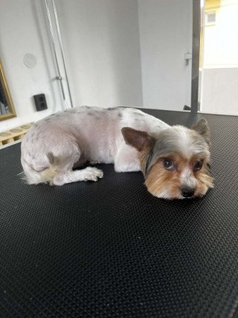 Biewer yorki
