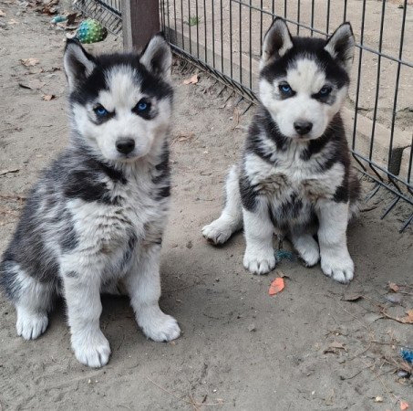 Szibériai husky