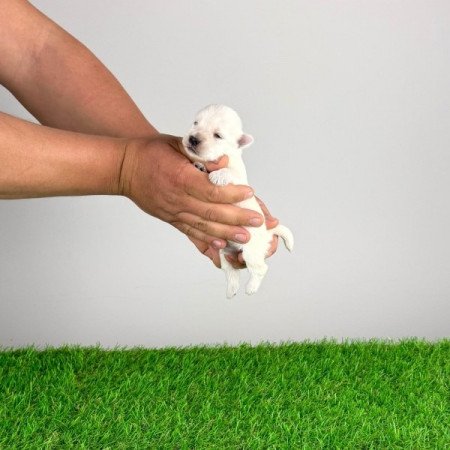 West Highland White terrier