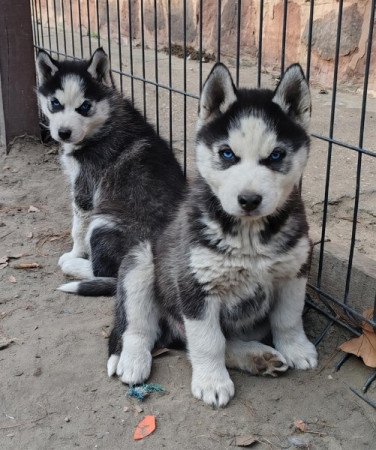 Szibériai husky