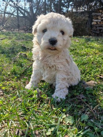 Fehér Puli kölykök kiváló minőségben eladók