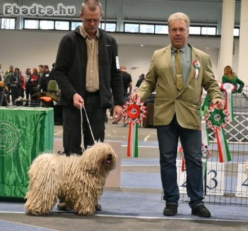 Fehér Puli kölykök kiváló minőségben eladók