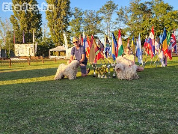 Fehér Puli kölykök kiváló minőségben eladók