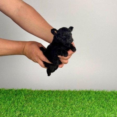 Pomapoo