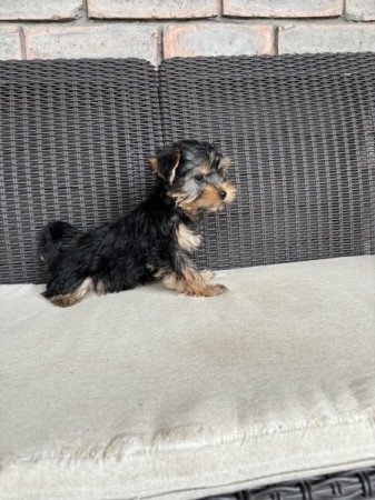 Yorkshire terrier