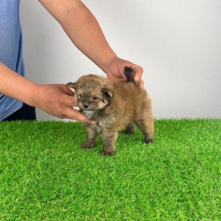 Pomapoo