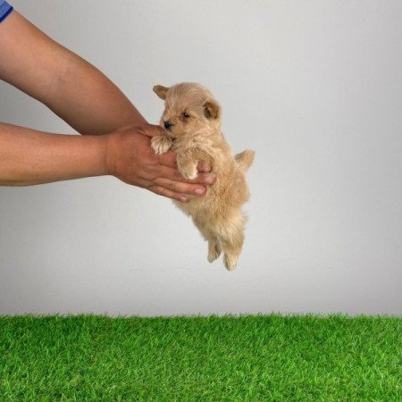 Pomapoo