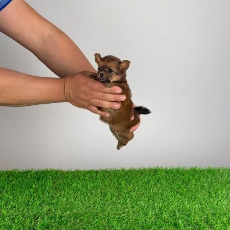 Pomapoo