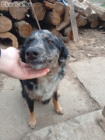Eladó mudi kölyök
