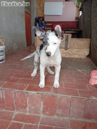 Gazdit kereső mudi kölyök