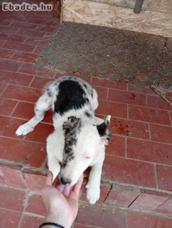 Gazdit kereső mudi kölyök