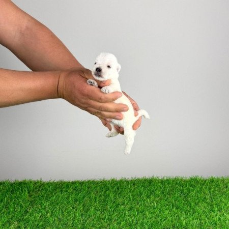 West Highland White terrier