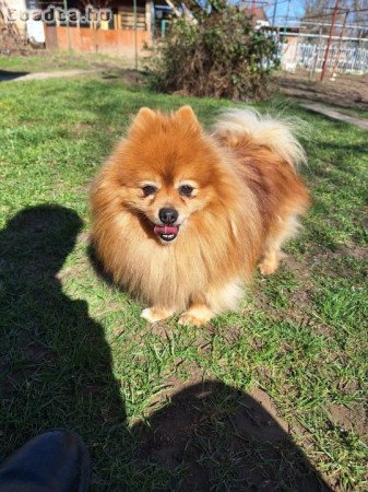 Felnőtt kisspiccek, kis spitz eladó