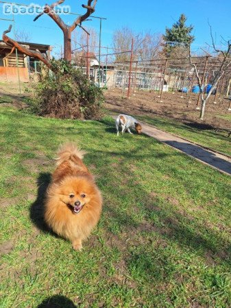 Felnőtt kisspiccek, kis spitz eladó