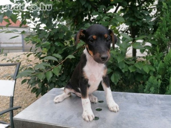 Fajtatiszta foxterrier kölykök eladók!